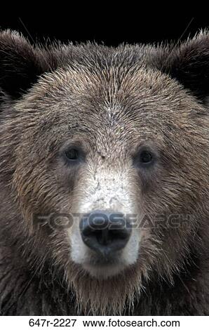 Grizzly bear (ursus arctos) View Large Photo Image Stock Photo - Grizzly bear (ursus arctos). Fotosearch