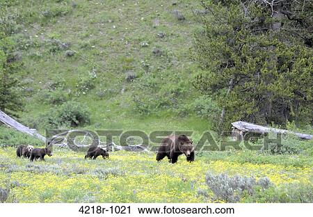 Grizzly sow and her three cubs walking through the wildflowers in Grand Teton National Park View Large Photo Image Stock Image - Grizzly sow and her three cubs walking through the wildflowers in Grand Teton National Park. Fotosearch