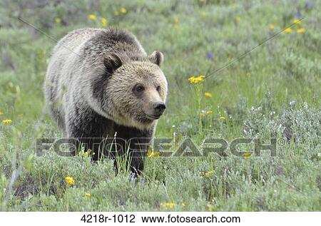 Grizzly sow, Blondie, at Pilgrim Creek in Grand Teton National Park View Large Photo Image Stock Image - Grizzly sow, Blondie, at Pilgrim Creek in Grand Teton National Park. Fotosearch