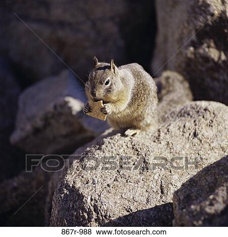 Ground Squirrel on a rock View Large Photo Image Stock Photo - Ground Squirrel on a rock. Fotosearch
