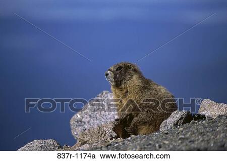 Stock Image - Groundhog. Fotosearch