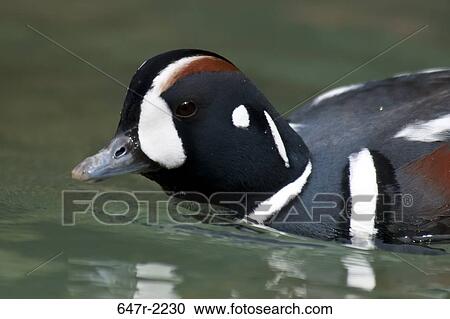 Harlequin duck (histrionicus histrionicus) View Large Photo Image Stock Image - Harlequin duck (histrionicus histrionicus). Fotosearch
