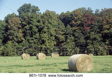Stock Photo - Hay bales in a field. Fotosearch