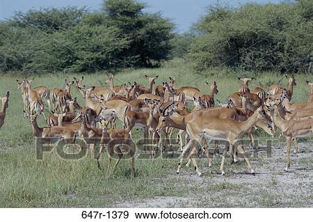 Herd of impalas standing in a field, Botswana (Aepyceros melampus) View Large Photo Image Stock Photo - Herd of impalas standing in a field, Botswana (Aepyceros melampus). Fotosearch