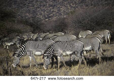 Stock Photo - Herd of zebras. Fotosearch