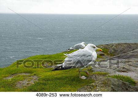 Herring gulls (Larus argentatus) perching on a cliff, Dingle Peninsula, Republic of Ireland View Large Photo Image Stock Image - Herring gulls (Larus argentatus) perching on a cliff, Dingle Peninsula, Republic of Ireland. Fotosearch