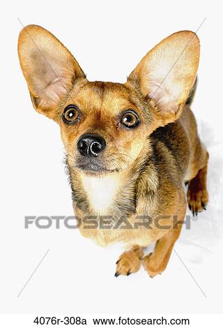 High angle view of a Chiweenie dog (A crossbreed of Chihuahua and Dachshund) View Large Photo Image Stock Image - High angle view of a Chiweenie dog (A crossbreed of Chihuahua and Dachshund). Fotosearch