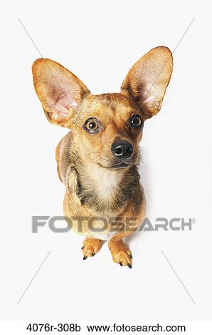 Stock Image - High angle view of a Chiweenie dog (A crossbreed of Chihuahua and Dachshund). Fotosearch