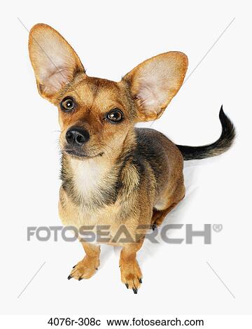 High angle view of a Chiweenie dog (A crossbreed of Chihuahua and Dachshund) View Large Photo Image Stock Image - High angle view of a Chiweenie dog (A crossbreed of Chihuahua and Dachshund). Fotosearch