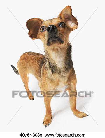 High angle view of a Chiweenie dog (A crossbreed of Chihuahua and Dachshund) View Large Photo Image Stock Image - High angle view of a Chiweenie dog (A crossbreed of Chihuahua and Dachshund). Fotosearch