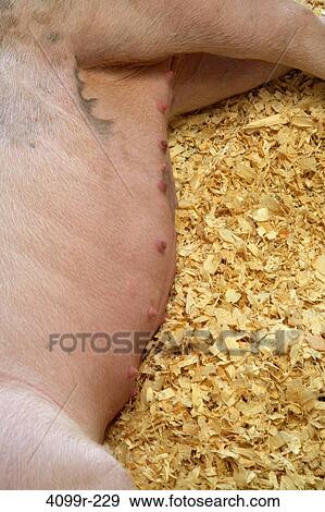 Stock Photo - High angle view of a female pig sleeping. Fotosearch