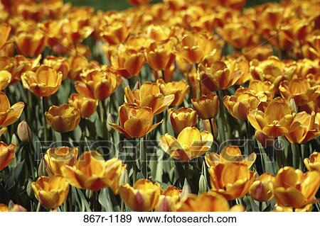 High angle view of a field of tulips View Large Photo Image Stock Photo - High angle view of a field of tulips. Fotosearch