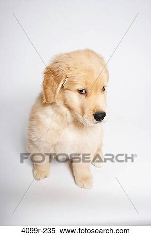 High angle view of a Golden Retriever puppy View Large Photo Image Stock Photography - High angle view of a Golden Retriever puppy. Fotosearch