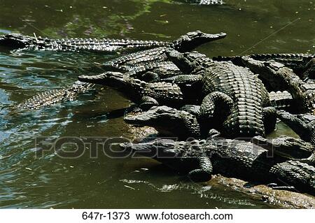 High angle view of a group of Nile Crocodiles (Crocodylus niloticus) View Large Photo Image Stock Image - High angle view of a group of Nile Crocodiles (Crocodylus niloticus). Fotosearch