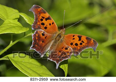 High angle view of a Question Mark Butterfly on a leaf (Polygonia interrogationis) View Large Photo Image Stock Photo - High angle view of a Question Mark Butterfly on a leaf (Polygonia interrogationis). Fotosearch
