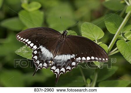High angle view of a Spicebush Swallowtail Butterfly on a leaf (Papilio troilus) View Large Photo Image Stock Image - High angle view of a Spicebush Swallowtail Butterfly on a leaf (Papilio troilus). Fotosearch