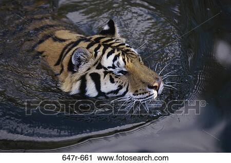 High angle view of a tiger in the water (Panthera Tigris) View Large Photo Image Stock Image - High angle view of a tiger in the water (Panthera Tigris). Fotosearch