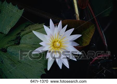 High angle view of a water lily floating on water View Large Photo Image Stock Image - High angle view of a water lily floating on water. Fotosearch
