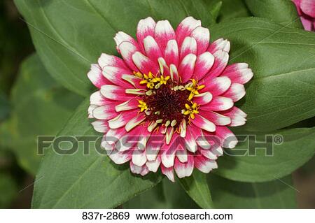 Stock Photo - High angle view of a zinnia flower (Zinnia elegans). Fotosearch