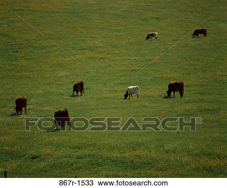 High angle view of Chiana cattle on a grassy field View Large Photo Image Stock Image - High angle view of Chiana cattle on a grassy field. Fotosearch