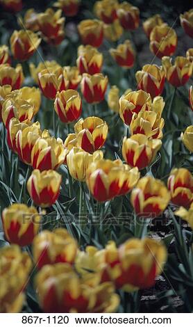 High angle view of tulips View Large Photo Image Stock Image - High angle view of tulips. Fotosearch