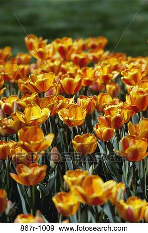 High angle view of tulips View Large Photo Image Stock Photo - High angle view of tulips. Fotosearch