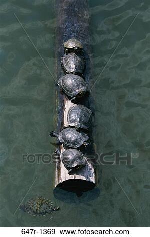 High angle view of turtles View Large Photo Image Stock Photo - High angle view of turtles. Fotosearch