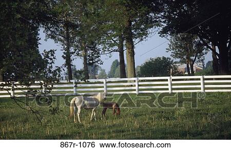 Horse and a foal in a field View Large Photo Image Stock Photograph - Horse and a foal in a field. Fotosearch