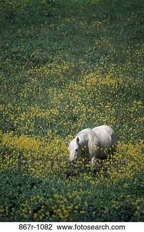 Horse in a field of flowers, Palo Alto, California, USA View Large Photo Image Stock Image - Horse in a field of flowers, Palo Alto, California, USA. Fotosearch