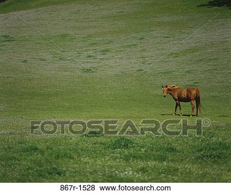 Horse in a grassy field View Large Photo Image Stock Photo - Horse in a grassy field. Fotosearch