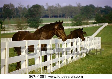 Horses behind a wooden fence View Large Photo Image Stock Image - Horses behind a wooden fence. Fotosearch