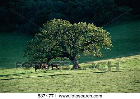 Horses in a grassy field View Large Photo Image Stock Image - Horses in a grassy field. Fotosearch