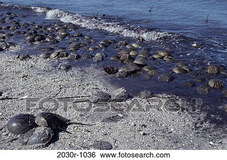Horseshoe Crabs on a beach View Large Photo Image Stock Photograph - Horseshoe Crabs on a beach. Fotosearch
