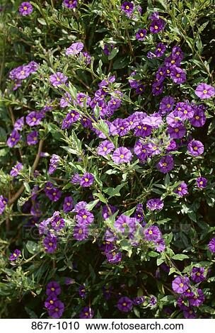 Hortorum in bloom View Large Photo Image Stock Image - Hortorum in bloom. Fotosearch