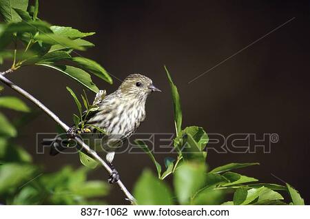 House Finch on a branch, Arizona, USA View Large Photo Image Stock Image - House Finch on a branch, Arizona, USA. Fotosearch