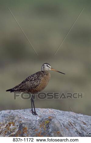 Stock Image - Hudsonian Godwit on a rock. Fotosearch
