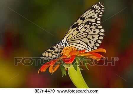Stock Image - Idea Leuconoe, Large tree nymph, Rice Paper Butterfly. Fotosearch