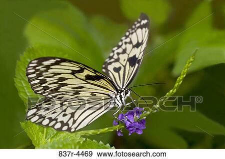 Idea Leuconoe, Large tree nymph, Rice Paper Butterfly View Large Photo Image Stock Photo - Idea Leuconoe, Large tree nymph, Rice Paper Butterfly. Fotosearch