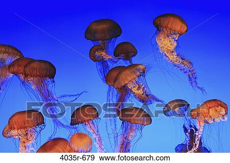 Jellyfish in an aquarium tank View Large Photo Image Stock Photo - Jellyfish in an aquarium tank. Fotosearch