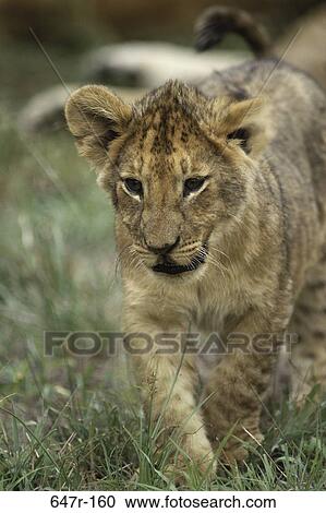 Juvenile lion walking in grass View Large Photo Image Stock Image - Juvenile lion walking in grass. Fotosearch