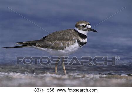 Killdeer in water View Large Photo Image Stock Photograph - Killdeer in water. Fotosearch
