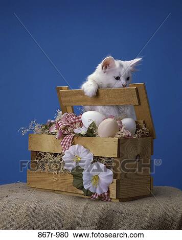 Kitten climbing over a wooden crate View Large Photo Image Stock Image - Kitten climbing over a wooden crate. Fotosearch