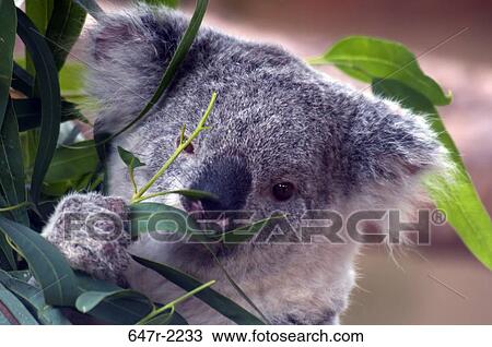 Koala baby (phascolarctos cinereus) View Large Photo Image Stock Image - Koala baby (phascolarctos cinereus). Fotosearch