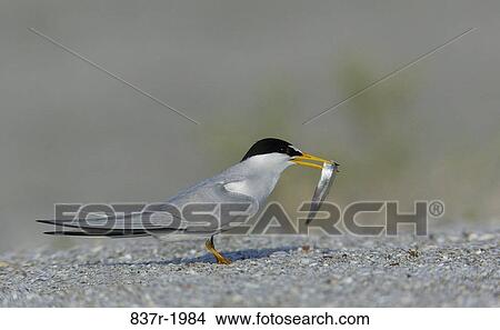 Picture - Least Tern with a fish. Fotosearch