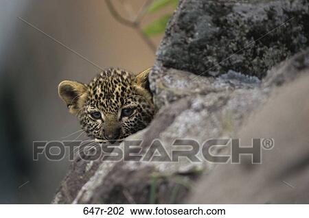 Stock Image - Leopard peeking from behind a rock. Fotosearch