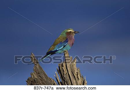 Lilac-breasted Roller on a tree stump, Kenya (Coracias caudata) View Large Photo Image Stock Image - Lilac-breasted Roller on a tree stump, Kenya (Coracias caudata). Fotosearch