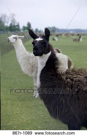 Stock Photo - Llamas in a field. Fotosearch