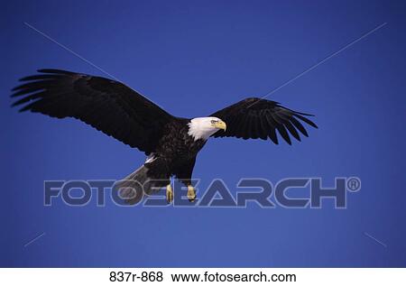 Low angle view of a Bald Eagle flying in the sky, Alaska, USA View Large Photo Image Stock Photo - Low angle view of a Bald Eagle flying in the sky, Alaska, USA. Fotosearch