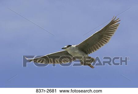 Low angle view of a Black-crowned Night Heron flying in the sky (Nycticorax nycticorax) View Large Photo Image Stock Image - Low angle view of a Black-crowned Night Heron flying in the sky (Nycticorax nycticorax). Fotosearch