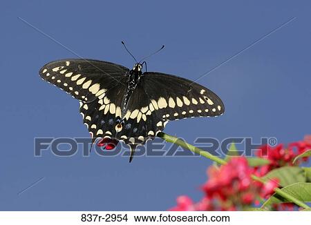 Low angle view of a Black Swallowtail Butterfly on a twig (Papilio polyxenes) View Large Photo Image Picture - Low angle view of a Black Swallowtail Butterfly on a twig (Papilio polyxenes). Fotosearch